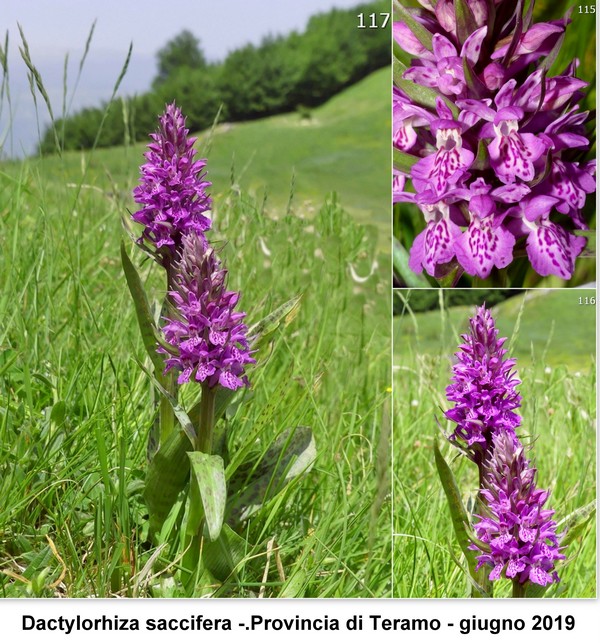 DACTYLORHIZA: immagini di una splendida orchidacea.